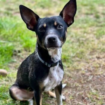 Rigger the Timid & Spunky Sweetheart -  Rat Terrier and Chihuahua Dog for Adoption in Friendswood, Texas - Rigger The Timid & Spunky Sweetheart | PetCurious
