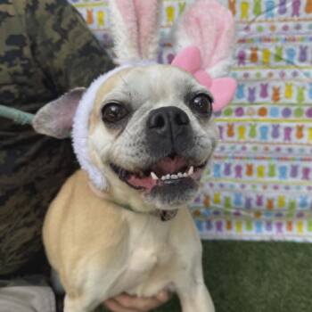 Pug and Mixed Breed Dogs Available for Adoption in Smithfield, North Carolina - Sophia | PetCurious