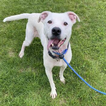Pit Bull Terrier Dogs Available for Adoption in Allegan, Michigan - Karma Jean | PetCurious