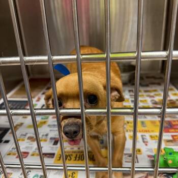 Mugsy 22416 -  Chihuahua Dog for Adoption in Cumming, Georgia - Mugsy 22416 | PetCurious