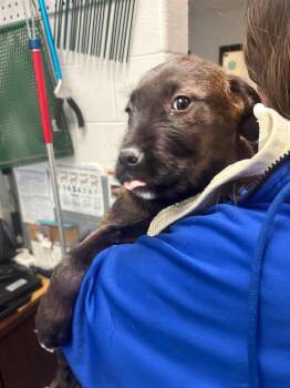 Mixed Breed Dogs Available for Adoption - Marathon | PetCurious