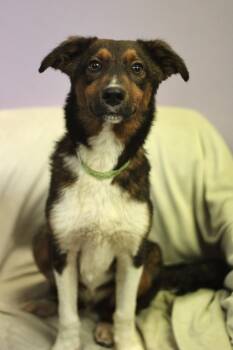 Smithey in NH. Come Meet our Adoptable Dogs Wednesday-Saturday.  -  Shepherd Dog for Adoption in Manchester, New Hampshire - Smithey In NH. Come Meet Our Adoptable Dogs Wednesday-Saturday.  | PetCurious