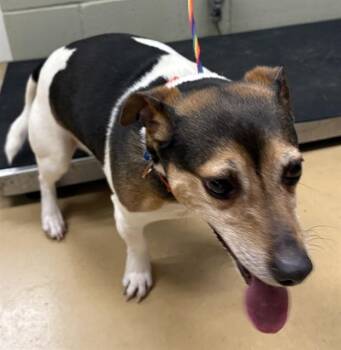 Parson Russell Terrier Dogs Available for Adoption in Minneapolis, Minnesota - ODIE | PetCurious