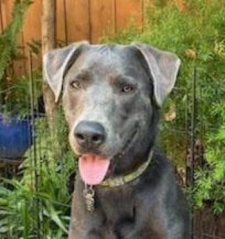 Jep -  Labrador Retriever Dog for Adoption in Concord, California - Jep | PetCurious
