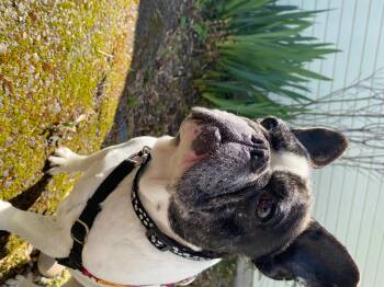 French Bulldog Dogs Available for Adoption in Portland, Oregon - Butters | PetCurious