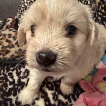 Miniature Poodle Dogs Available for Adoption - Hershey | PetCurious