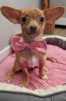Chihuahua Dogs Available for Adoption - Nina-Tiny Chi Puppy! | PetCurious