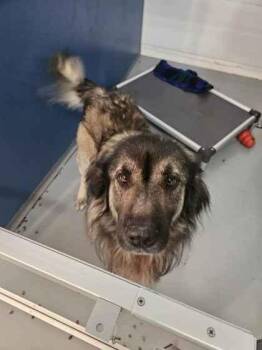 Titan -  Shepherd and Mixed Breed Dog for Adoption in Mount Pleasant, Iowa - Titan | PetCurious