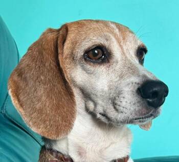 Sylvia- -Fostered in SE Nebraska -  Beagle Dog for Adoption in Overland Park, Kansas - Sylvia- -Fostered In SE Nebraska | PetCurious