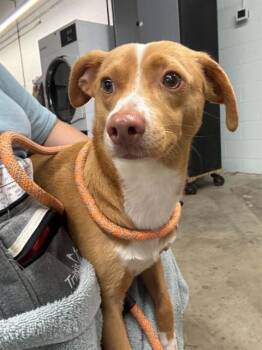 A185566 -  Chihuahua Dog for Adoption in Pasadena, Texas - A185566 | PetCurious