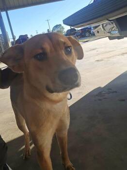 Rosie (TX) aka Rosy -  Labrador Retriever Dog Available for Adoption in New York, New York - Rosie (TX) Aka Rosy | PetCurious