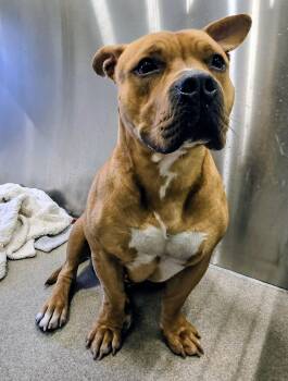 Pit Bull Terrier Dogs Available for Adoption in Lindenhurst, New York - 26-185 Herbie | PetCurious