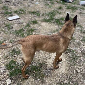Sinbad -  Mixed Breed Dog for Adoption in Philadelphia, Pennsylvania - Sinbad | PetCurious