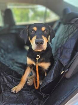 Rescue Labrador Retriever Dogs for Adoption in Conroe, Texas - A418213 | PetCurious