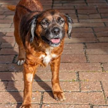 Australian Shepherd and Mixed Breed Dogs Available for Adoption in St. Louis, Missouri - LOCA | PetCurious