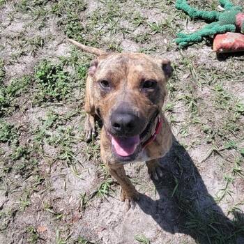 Flash -  Mixed Breed Dog for Adoption in Lake Panasoffkee, Florida - Flash | PetCurious