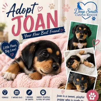 Joan 9780 -  Mixed Breed Dog for Adoption in Loxahatchee Groves, Florida - Joan 9780 | PetCurious