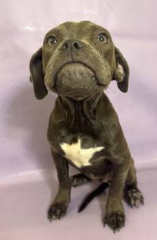 Rescue Fox Terrier and Mixed Breed Dogs for Adoption in Morton Grove, Illinois - Grace | PetCurious