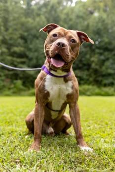 Rescue American Staffordshire Terrier Dogs for Adoption in Raleigh, North Carolina - Sparky | PetCurious