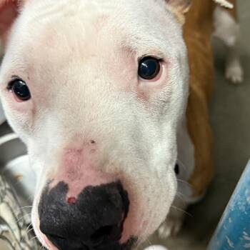 American Staffordshire Terrier Dogs Available for Adoption - Dustin | PetCurious