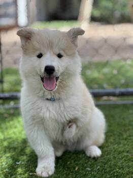 Golden Retriever and Husky Dogs Available for Adoption in West Hollywood, California - Lefty | PetCurious