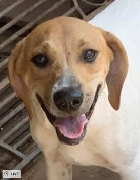 Amy -  Hound Dog for Adoption in Cedarburg, Wisconsin - Amy | PetCurious