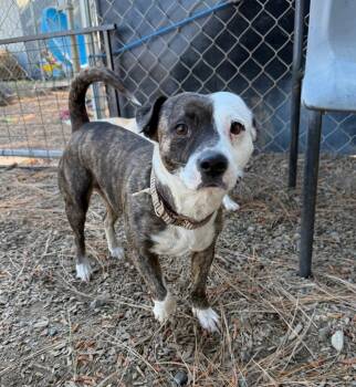 Terrier Dogs Available for Adoption in Lemoore, California - Rosie | PetCurious