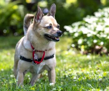Willie -  Chihuahua Dog for Adoption in Harrison, New York - Willie | PetCurious