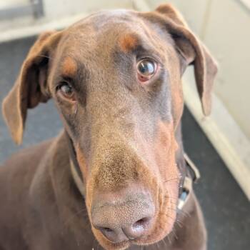 Rescue Doberman Pinscher Dogs for Adoption in Sandown, New Hampshire - 7896 Chips | PetCurious