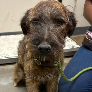 Poodle Dogs Available for Adoption - Sandy | PetCurious