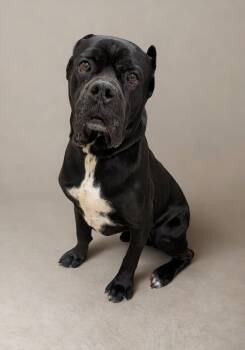 Cane Corso Dogs Available for Adoption in Clayton, New Jersey - Rocky | PetCurious