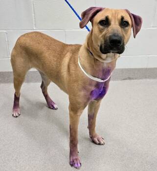 26-422 -  Hound Dog for Adoption in Lindenhurst, New York - 26-422 | PetCurious