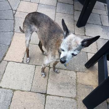 Chico D12864 -  Chihuahua Dog for Adoption - Chico D12864 | PetCurious