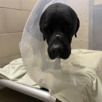 Mixed Breed Dogs Available for Adoption - Vince | PetCurious