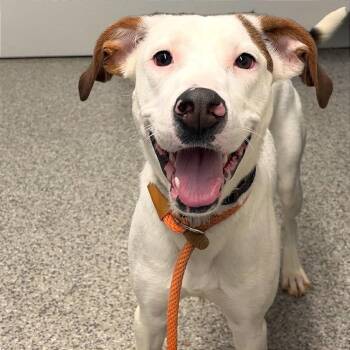 Mixed Breed Dogs Available for Adoption - Victoria | PetCurious