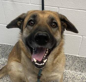 German Shepherd Dog Dogs Available for Adoption in Golden, Colorado - Sadie | PetCurious