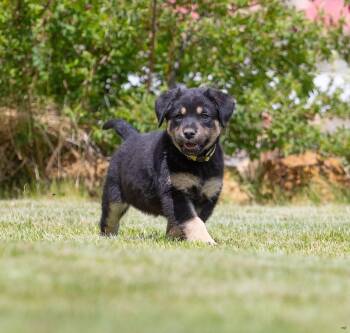 Labrador Retriever and Great Pyrenees Dogs Available for Adoption in New Washoe City, Nevada - Cherry | PetCurious