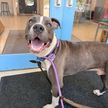 Clark -  Pit Bull Terrier Dog for Adoption in Indianapolis, Indiana - Clark | PetCurious