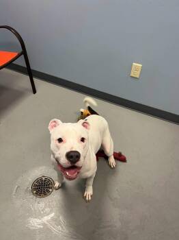 Grace -  Terrier Dog for Adoption in Zanesville, Ohio - Grace | PetCurious