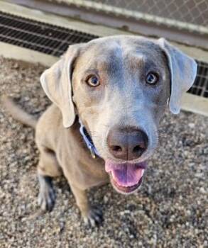 Labrador Retriever Dogs Available for Adoption - Luna | PetCurious