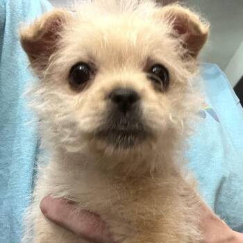 Poodle and Pomeranian Dogs Available for Adoption - Dolly | PetCurious