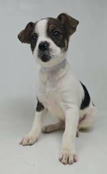 Jack Russell Terrier and Beagle Dogs Available for Adoption - Hamlet | PetCurious