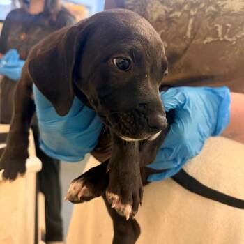 Stark -  Mixed Breed Dog for Adoption in Corinth, Mississippi - Stark | PetCurious