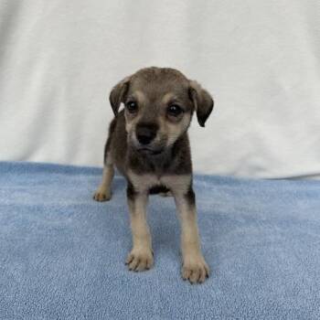 Rolie Polie Olie -  German Shepherd Dog and Mixed Breed Dog for Adoption in Carencro, Louisiana - Rolie Polie Olie | PetCurious
