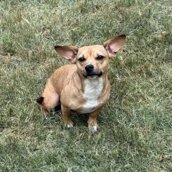 Bella -  Chiweenie and Mixed Breed Dog for Adoption in Pelham, New Hampshire - Bella | PetCurious