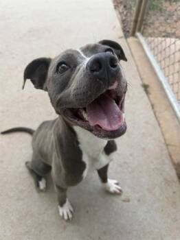 SUNNY -  Pit Bull Terrier Dog for Adoption in Charlotte, North Carolina - SUNNY | PetCurious