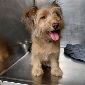 Remy FKA Teddy -  Pomeranian and Poodle Dog for Adoption in Philadelphia, Pennsylvania - Remy FKA Teddy | PetCurious