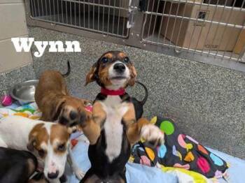 Wynn -  Labrador Retriever and Beagle Dog for Adoption in Morton Grove, Illinois - Wynn | PetCurious