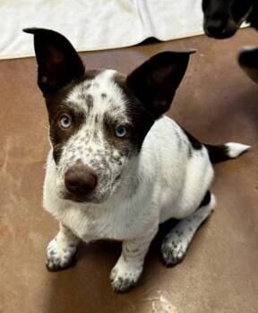 Barrel -  Mixed Breed Dog for Adoption in Stanwood, Washington - Barrel | PetCurious