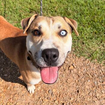 Scooter -  Labrador Retriever Dog for Adoption in Franklin, North Carolina - Scooter | PetCurious